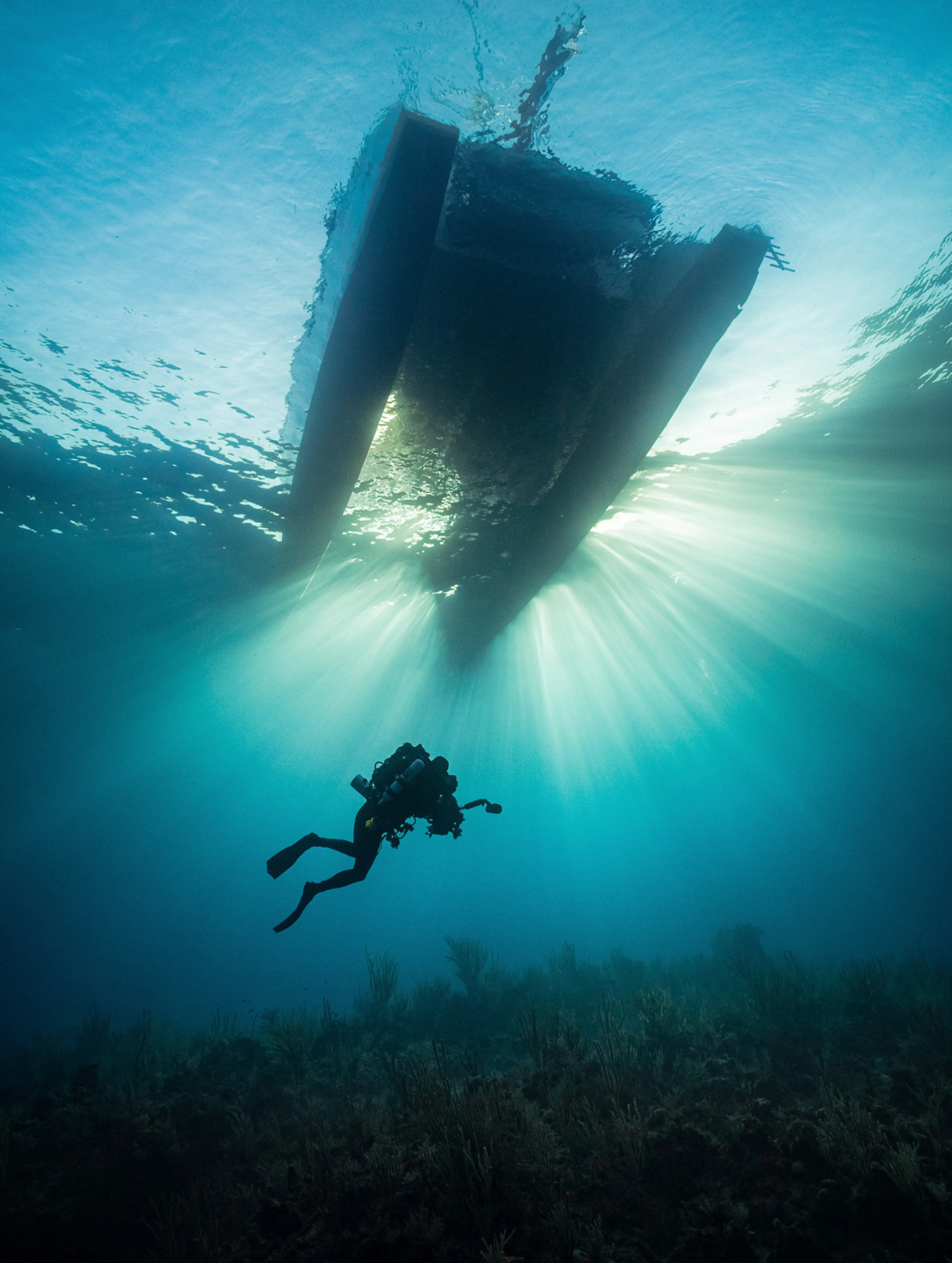 SeaLegacy by Driftime®