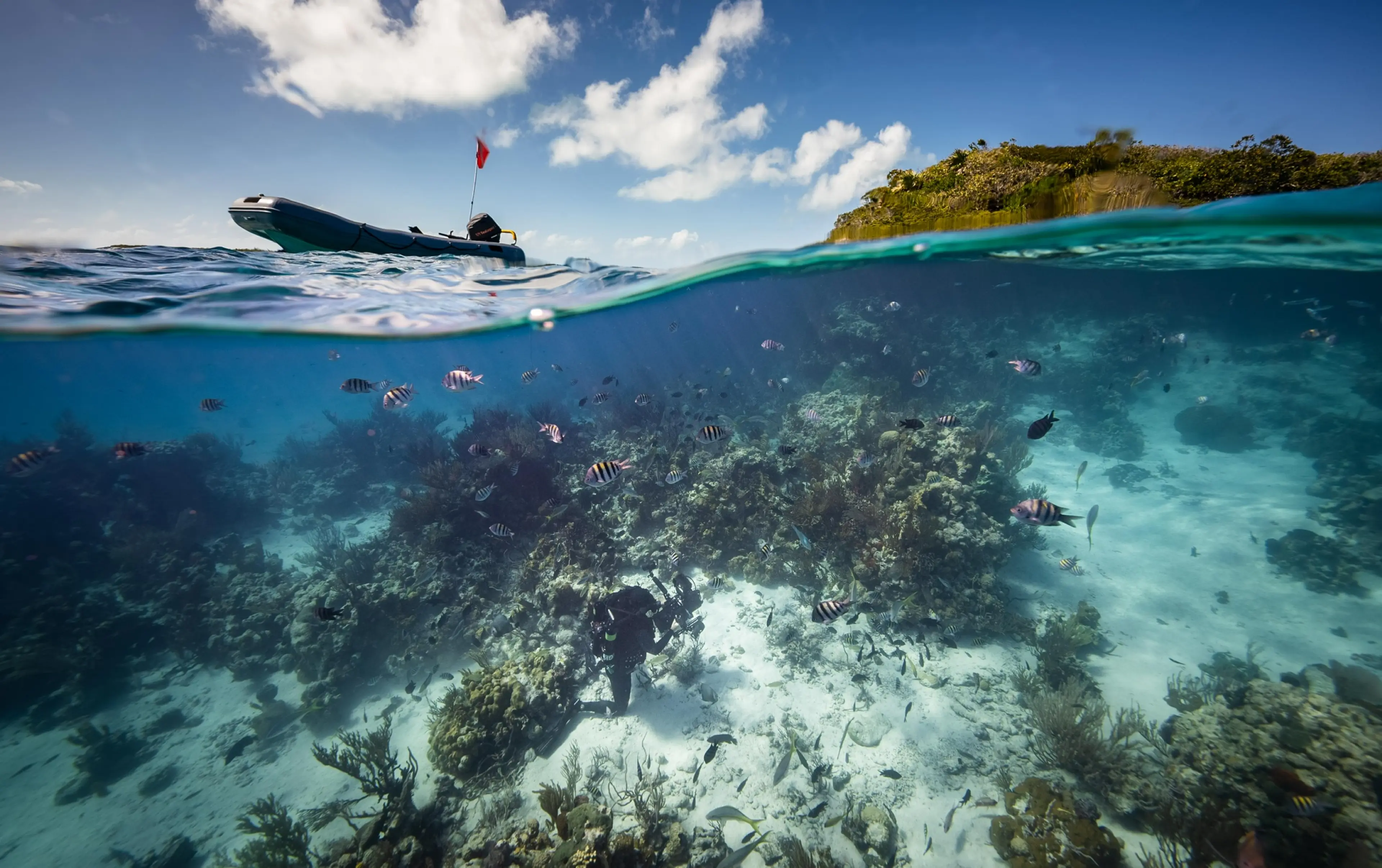 SeaLegacy by Driftime®
