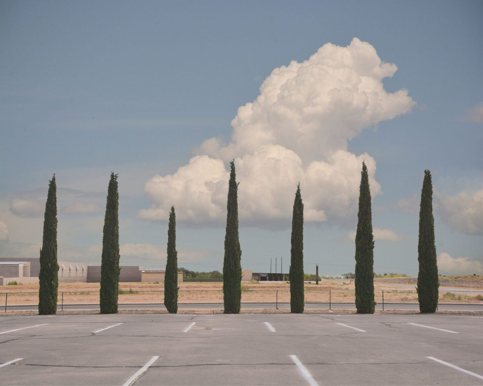 Hayley Eichenbaum — Kingman Cypress