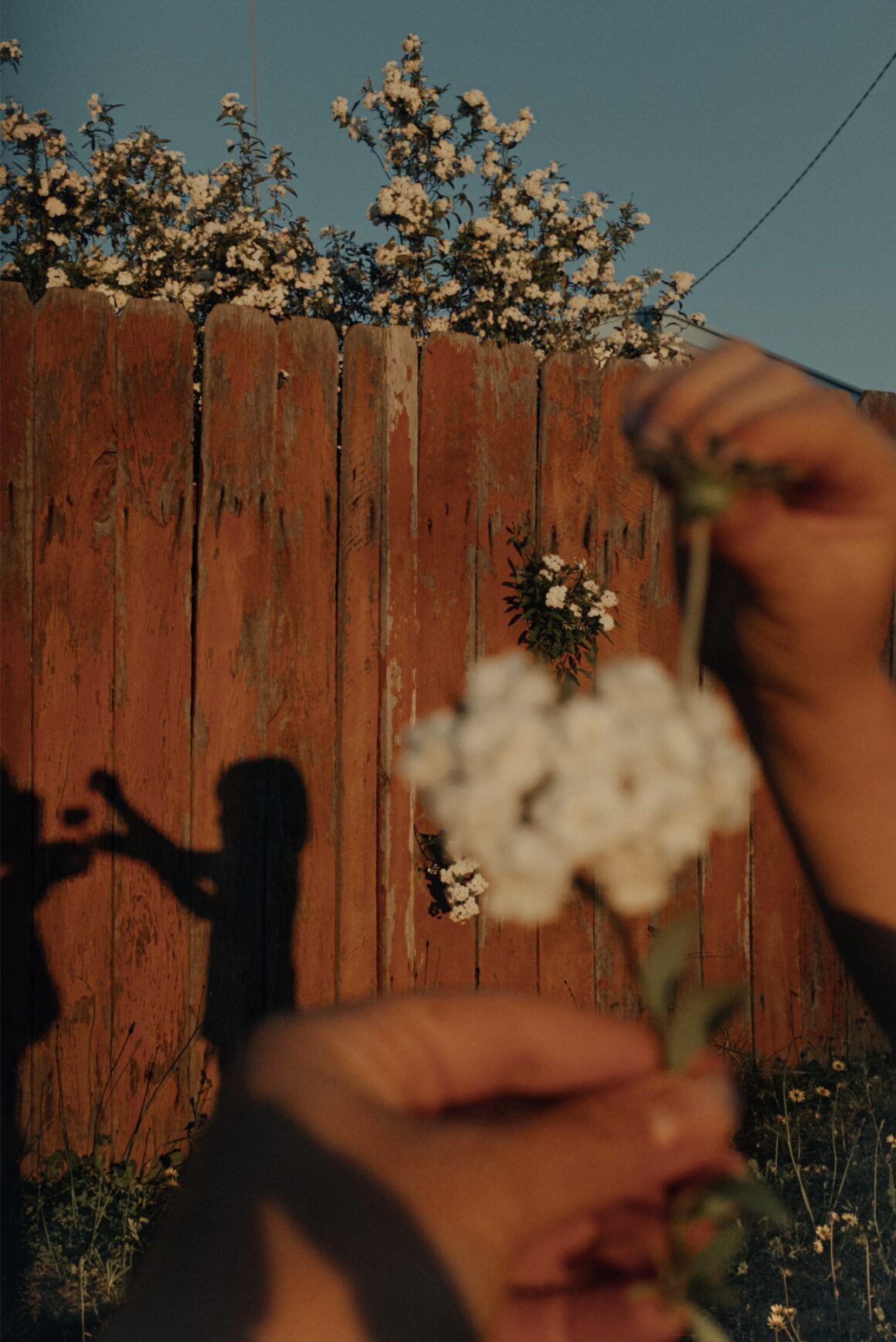 Lisa Sorgini — Picking Weeds