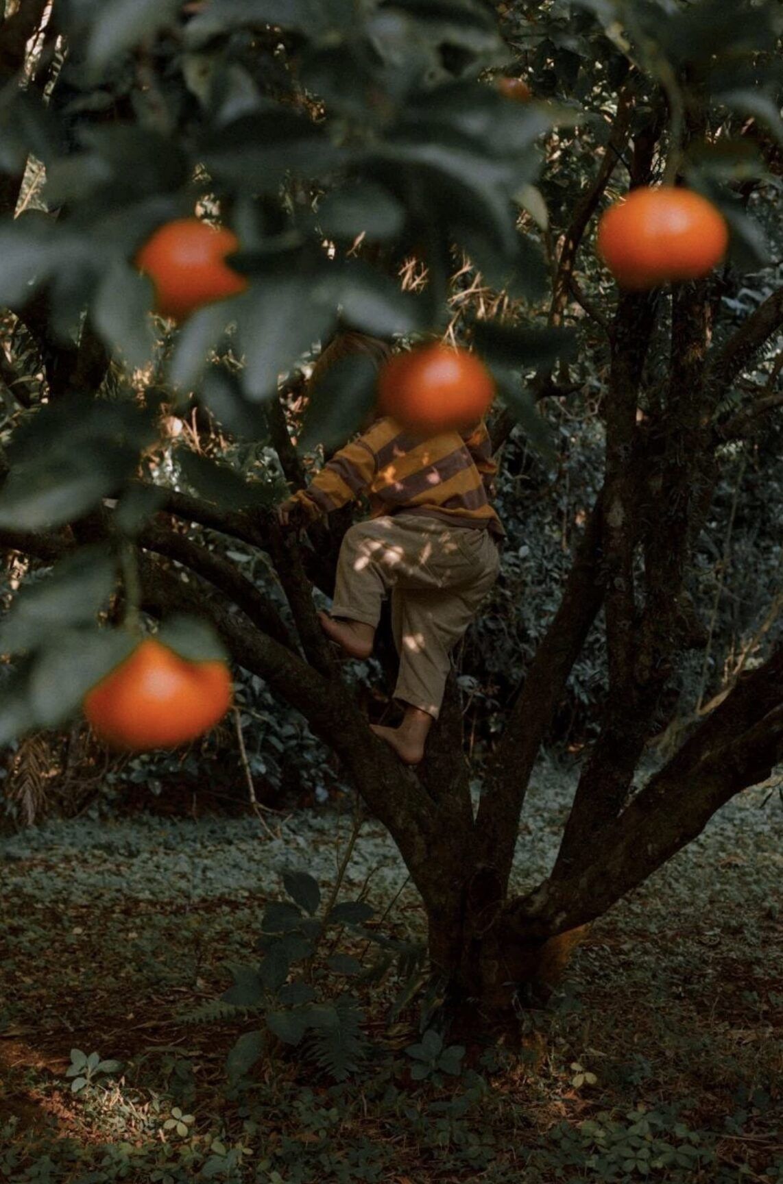 Lisa Sorgini — Elio in the mandarins