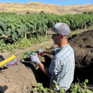 Dave Huber, PhD, kneeling in a soil pit beside a kale field, examining a sample with the foothills behind him