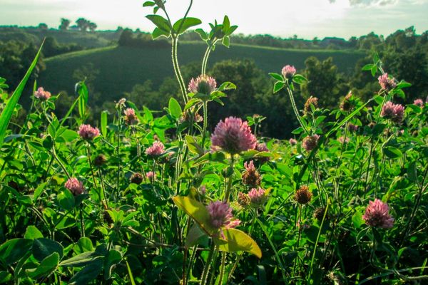 Red clover plants blooming in a field at a USDA-ARS research site