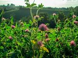 Red clover plants blooming in a field at a USDA-ARS research site