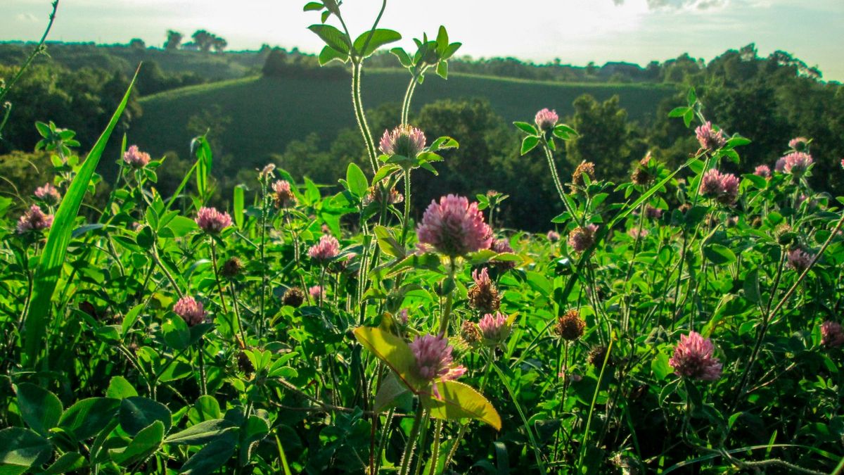 Red clover plants blooming in a field at a USDA-ARS research site