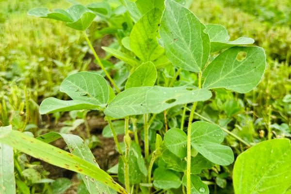 Lessons from Midwest Biostimulant Trials