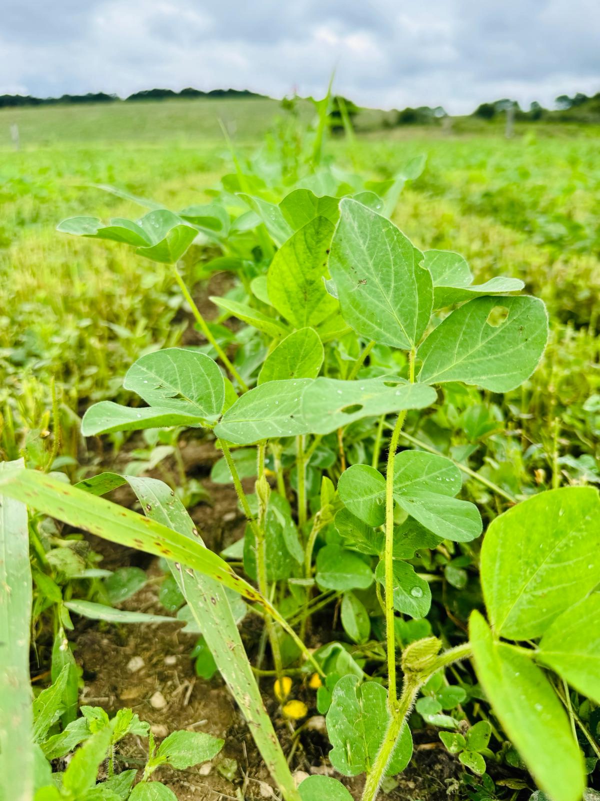 Field context