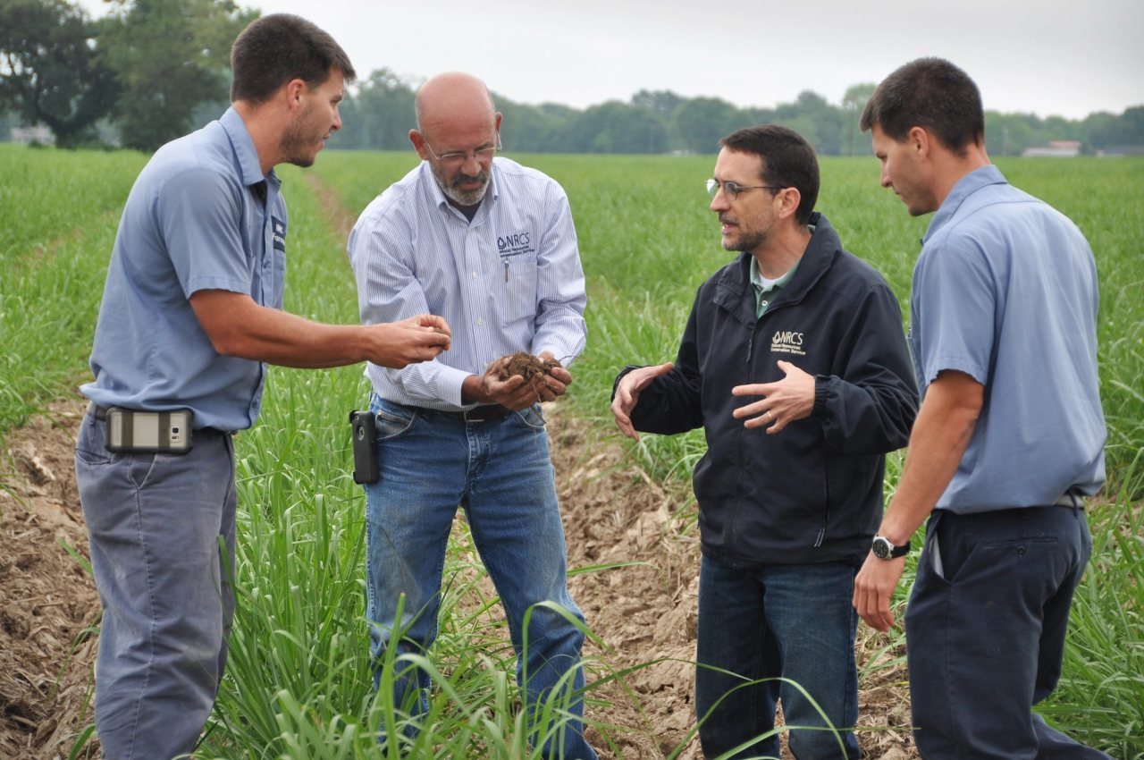 Two farmers and two NRCS soil specialists examine handfuls of soil in a green sugarcane field.