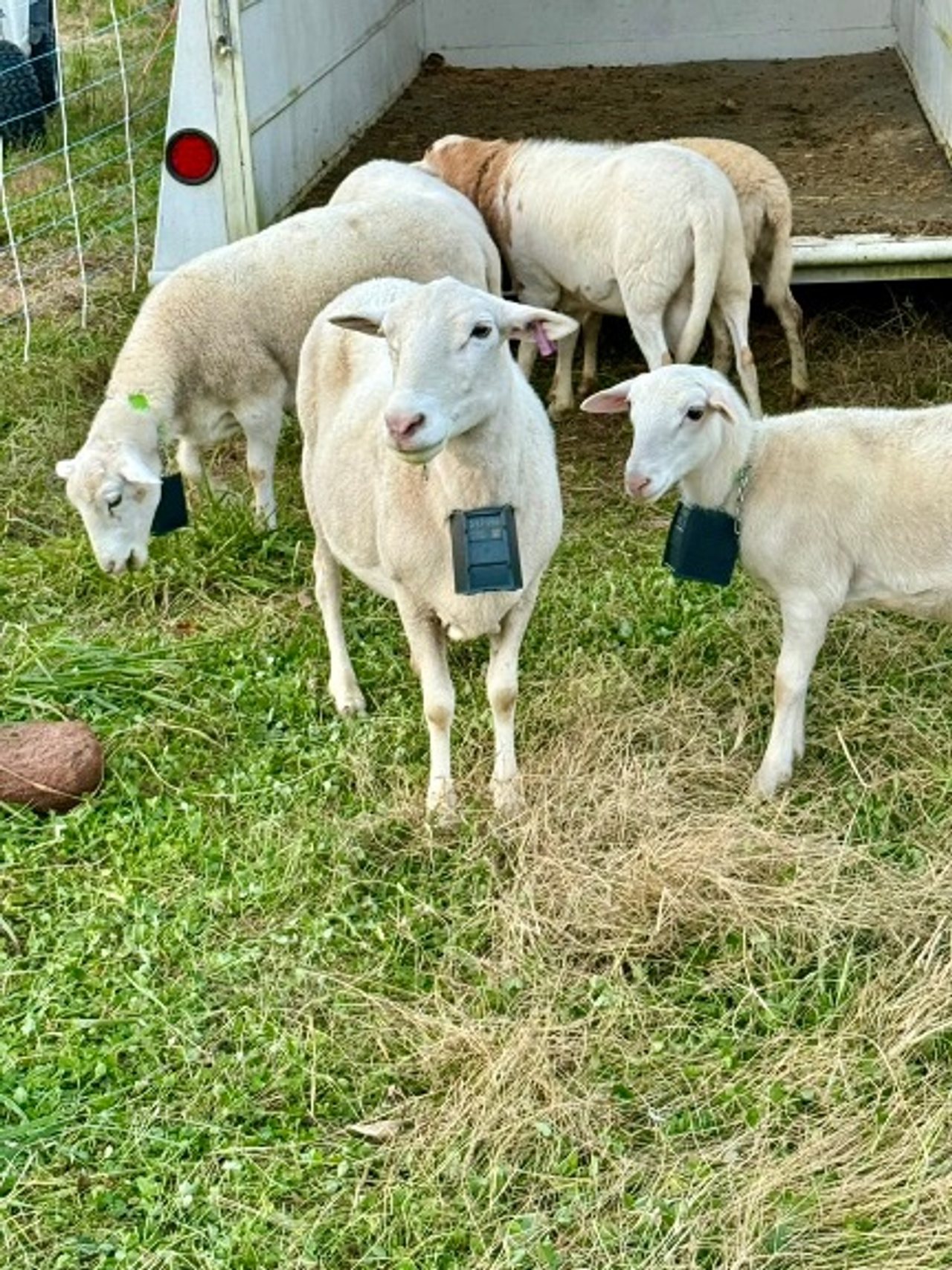 Figure 1. Small ruminants wearing virtual collars during active rotational management. Technology serving timing, not replacing stockmanship.