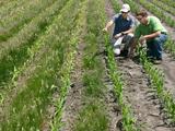 Two USDA-ARS researchers inspect corn rows growing beside a creeping red fescue cover crop