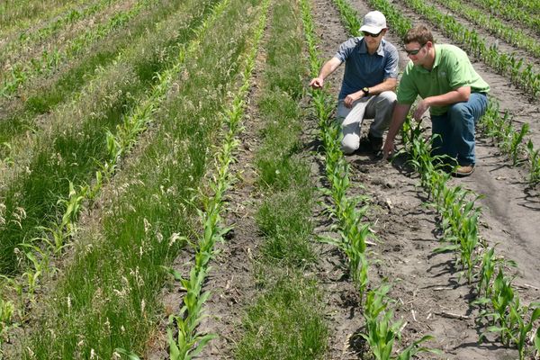 Two USDA-ARS researchers inspect corn rows growing beside a creeping red fescue cover crop