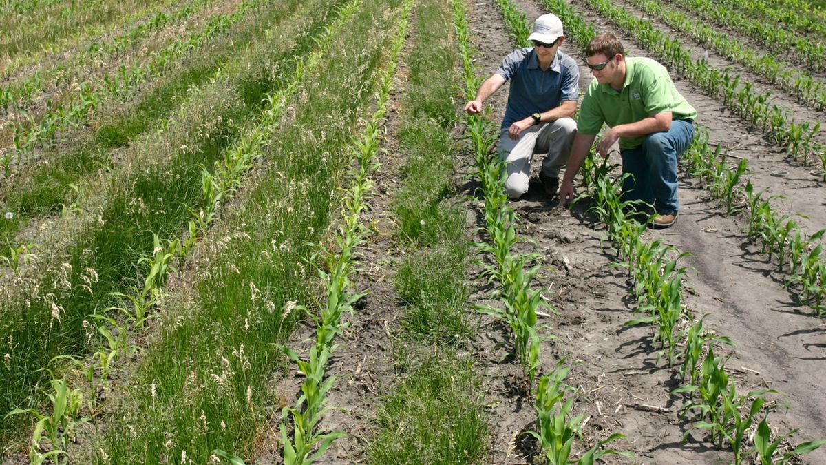 Two USDA-ARS researchers inspect corn rows growing beside a creeping red fescue cover crop