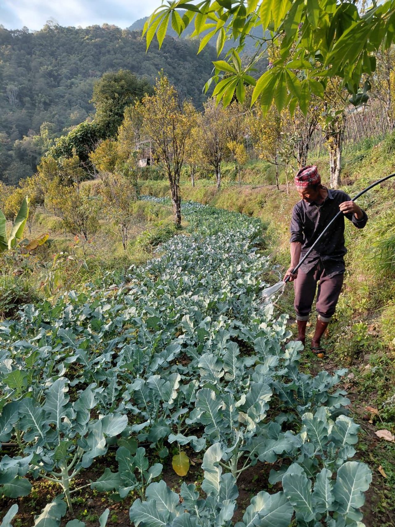 Broccoli plants being irrigated on a Sikkim farm