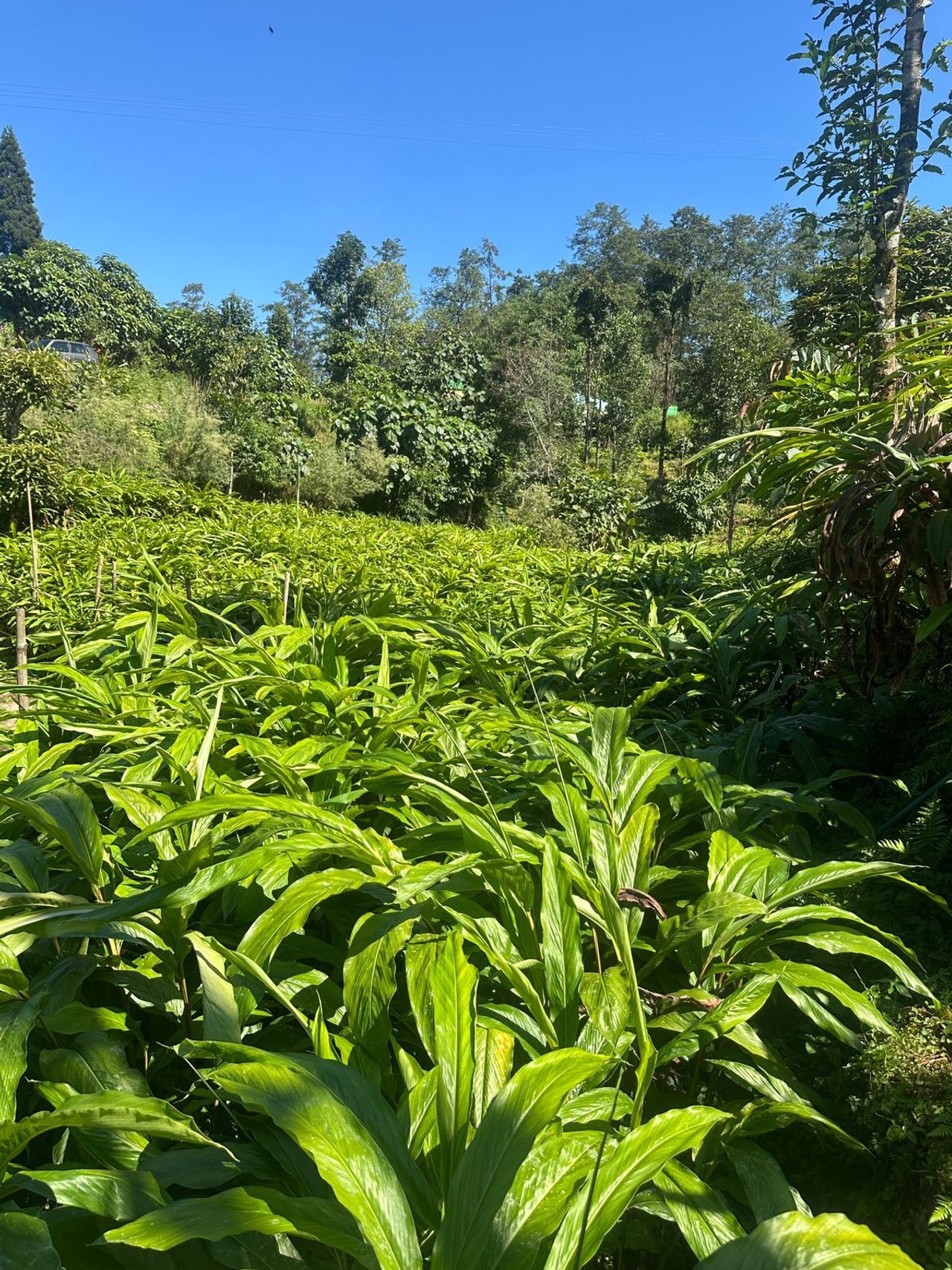 Cardamom plants growing in Sikkim
