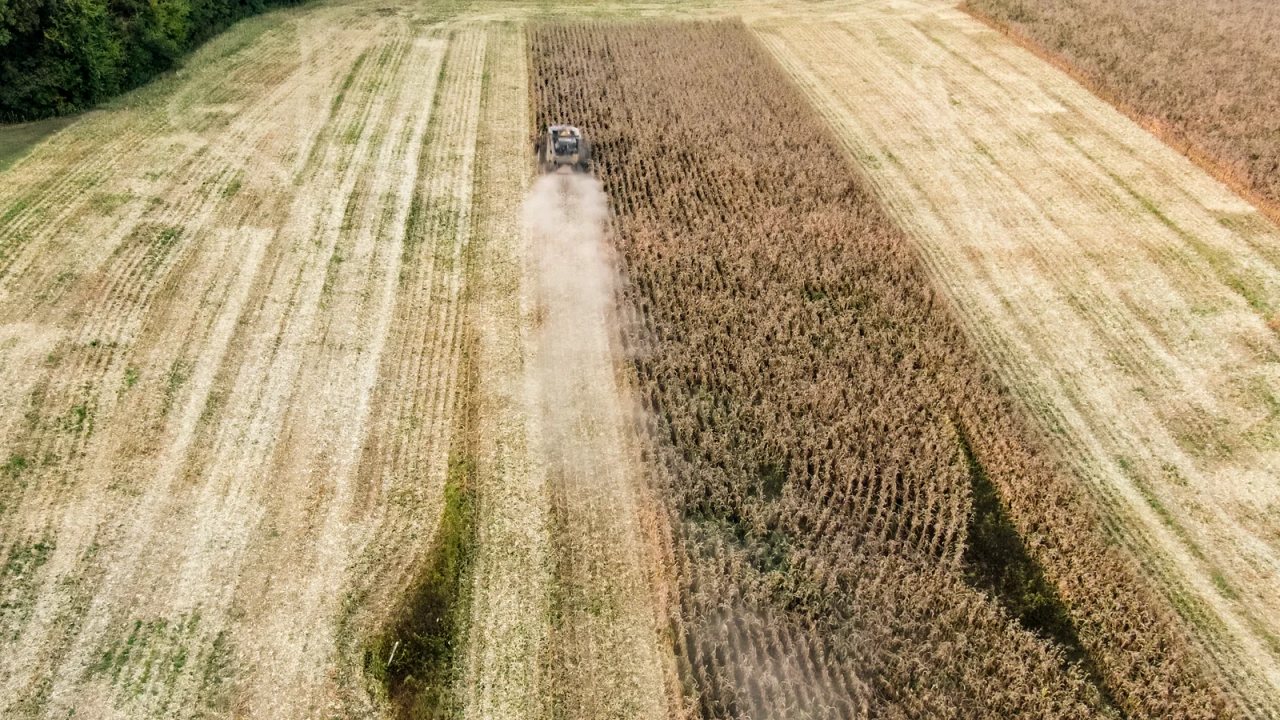 Aerial view of a combine harvesting corn within a residue-managed field at Norwood Farms in Tennessee