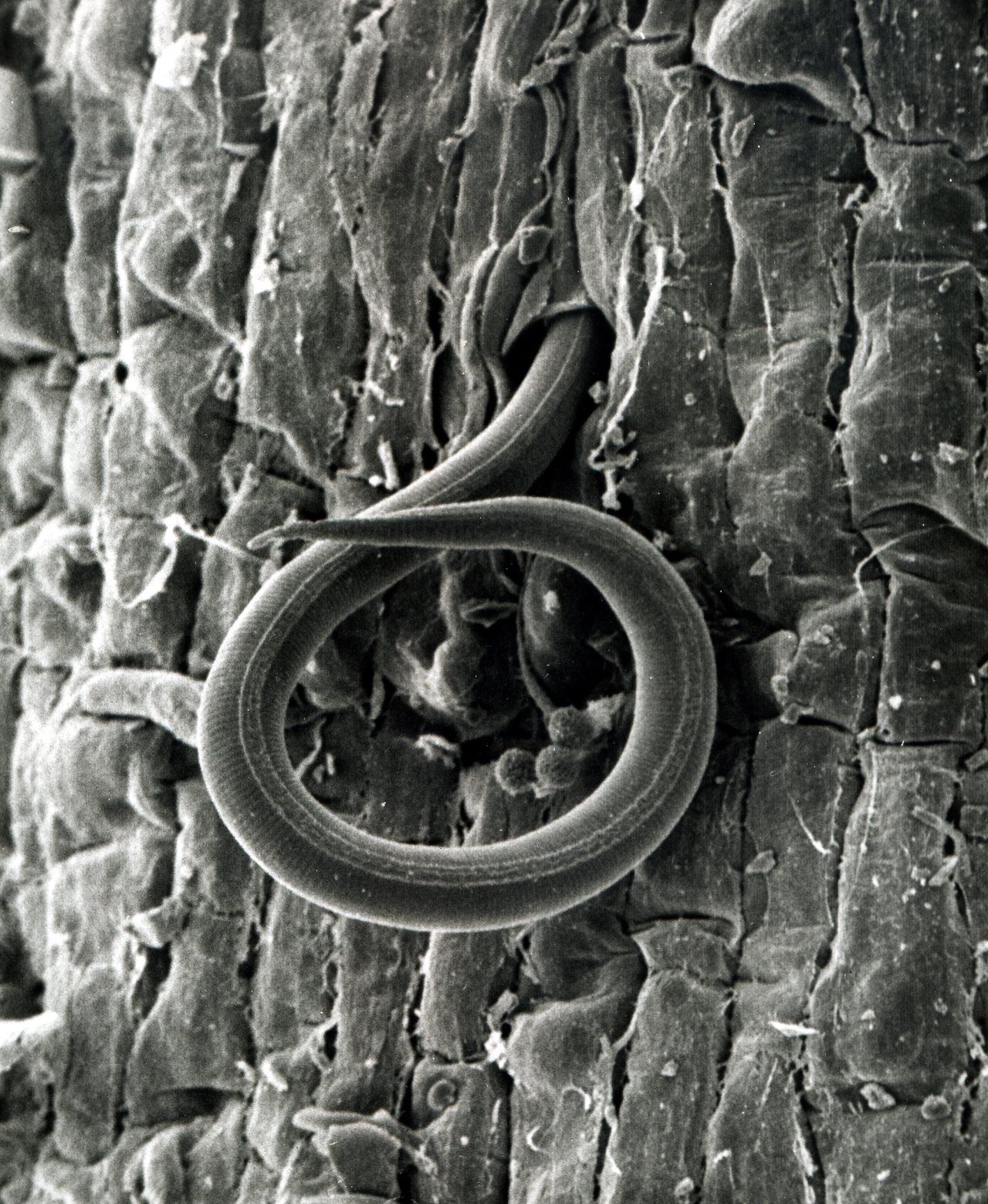 USDA scanning electron micrograph of a Meloidogyne incognita larva entering a tomato root.