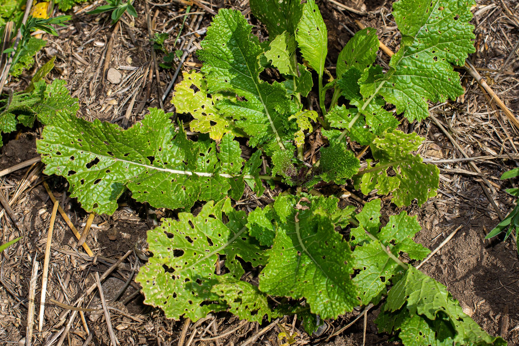 Turnip leaves growing through crop residue in a Montana cover crop mix.