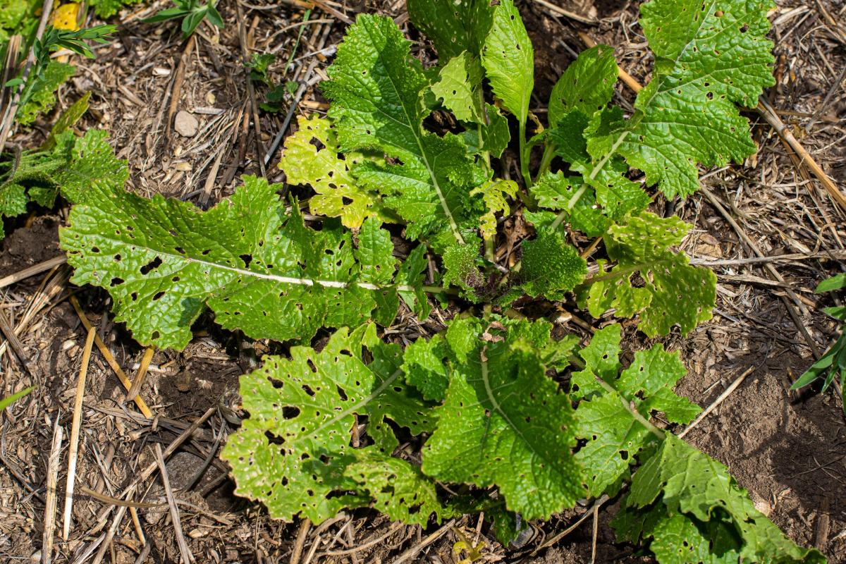 Why a Cover Crop Can Hold More Potassium Than Your Soil Test Shows