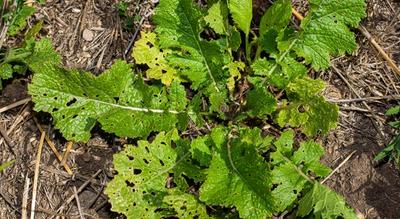 Why a Cover Crop Can Hold More Potassium Than Your Soil Test Shows