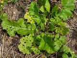 Turnip leaves growing through crop residue in a Montana cover crop mix.