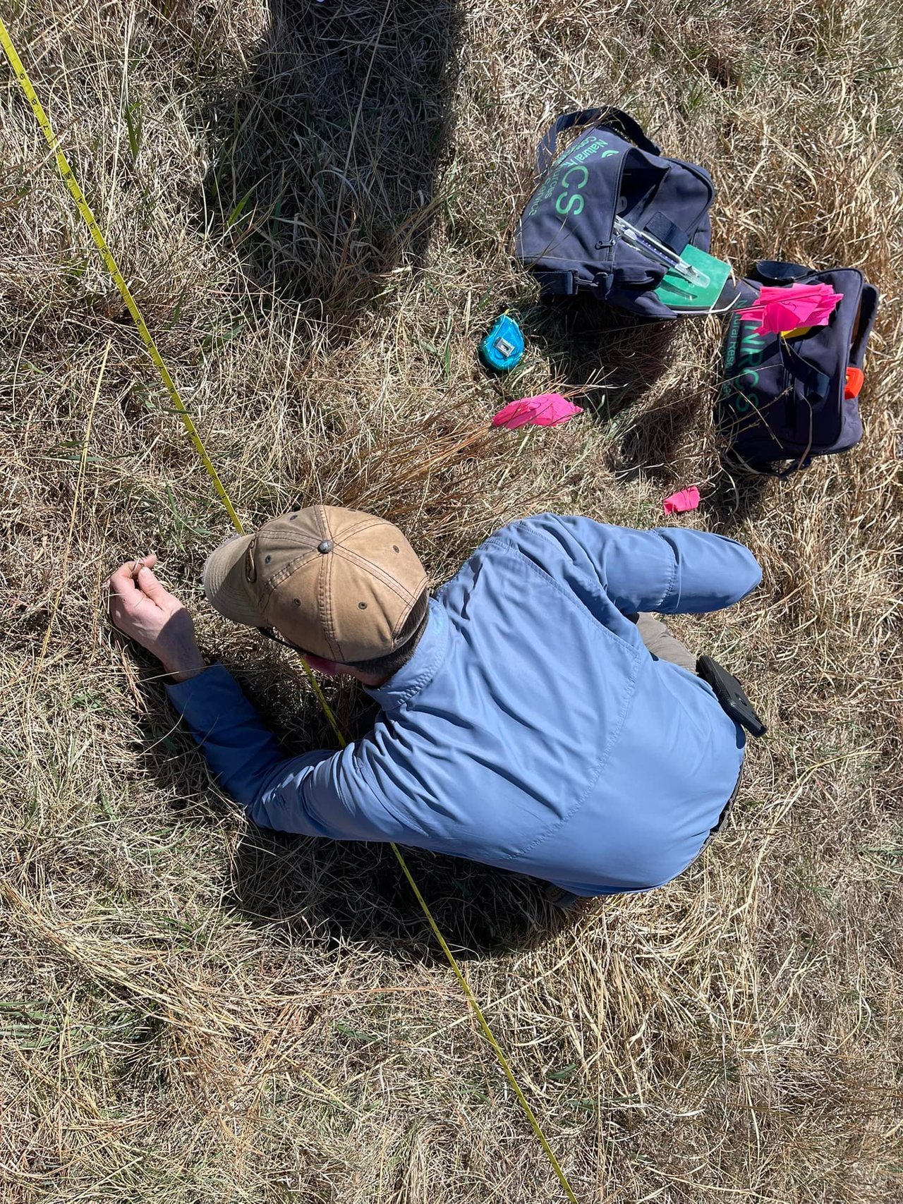 A researcher identifies and measures reference-site vegetation in Nebraska grassland.