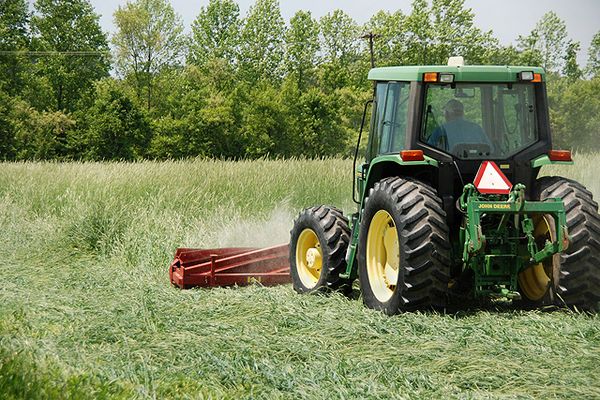 A tractor-mounted roller-crimper flattens a standing cover crop into an anchored surface mulch.