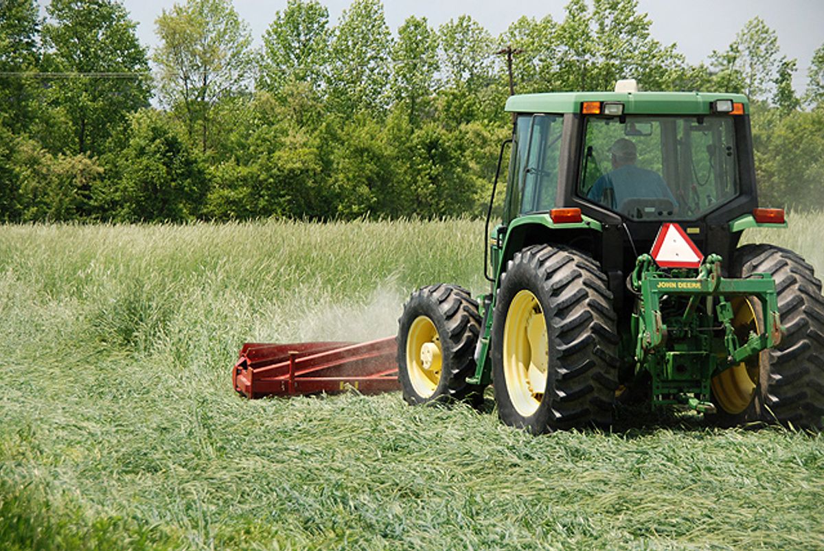 A tractor-mounted roller-crimper flattens a standing cover crop into an anchored surface mulch.