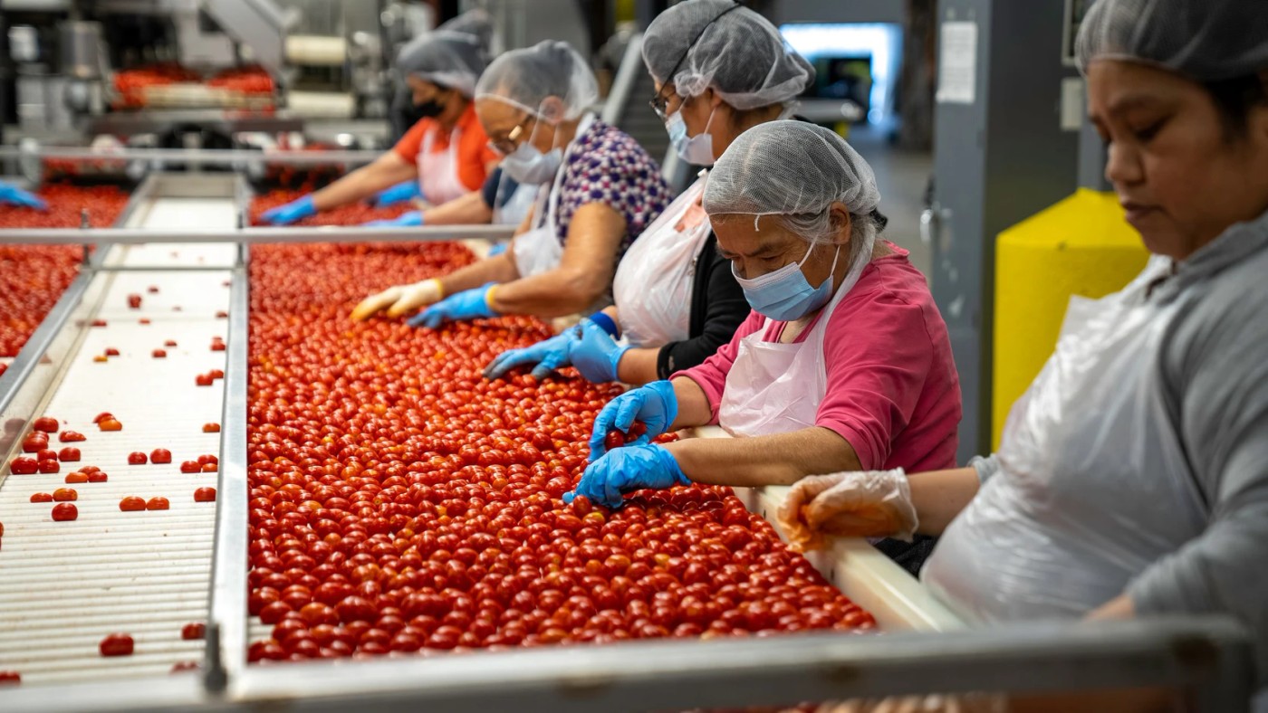 Workers sorting tomatoes on a processing line.