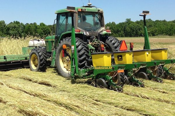 A tractor rolls a rye cover crop and plants cotton in the same field pass