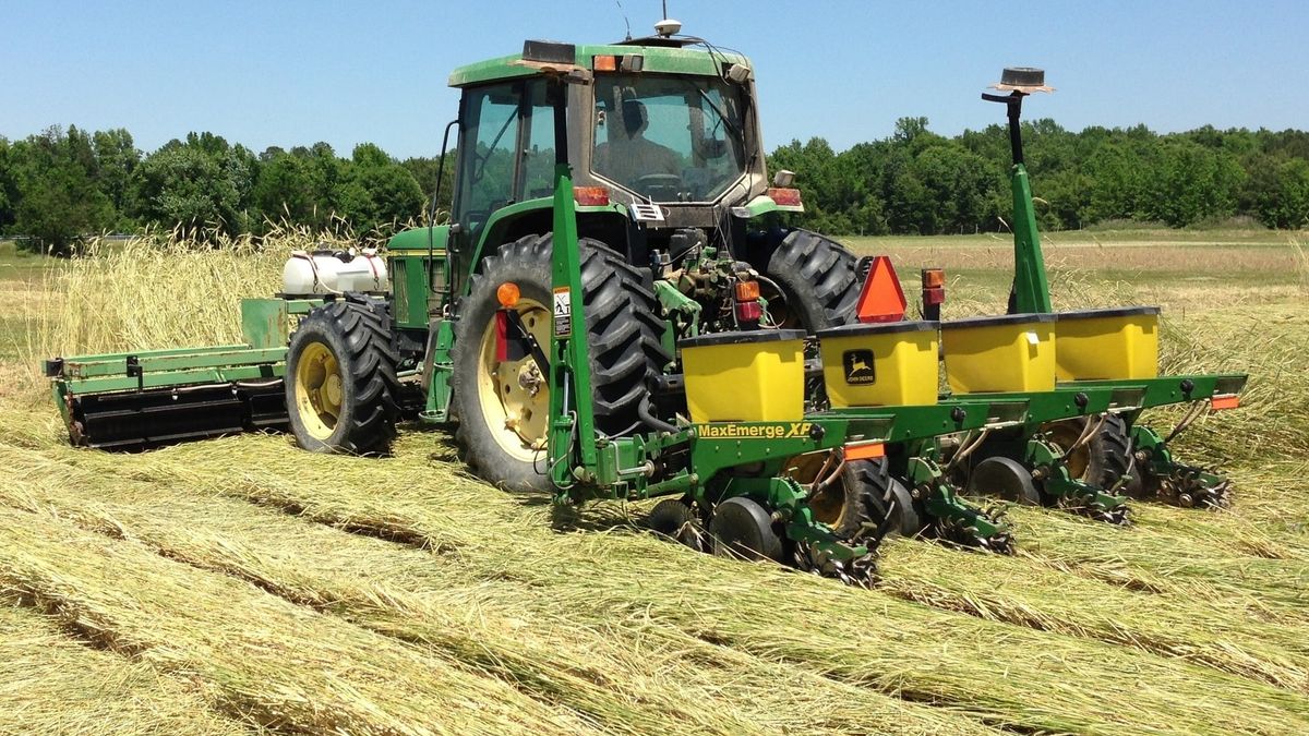 A tractor rolls a rye cover crop and plants cotton in the same field pass