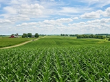 Rows of corn growing across rolling Midwest farmland.