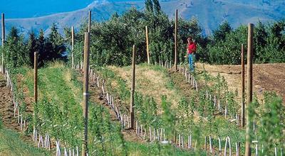 Apple Replant Disease: Why New Orchards Fail on Old Ground — and What Actually Works