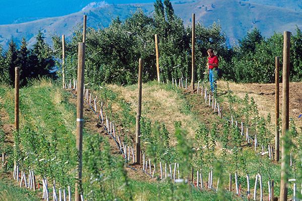Apple Replant Disease: Why New Orchards Fail on Old Ground — and What Actually Works