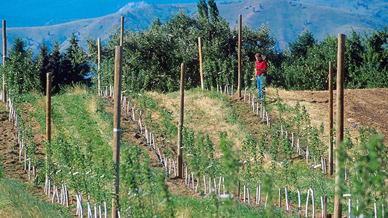 Young apple trees growing in a wheat rotation research plot used to study apple replant disease.