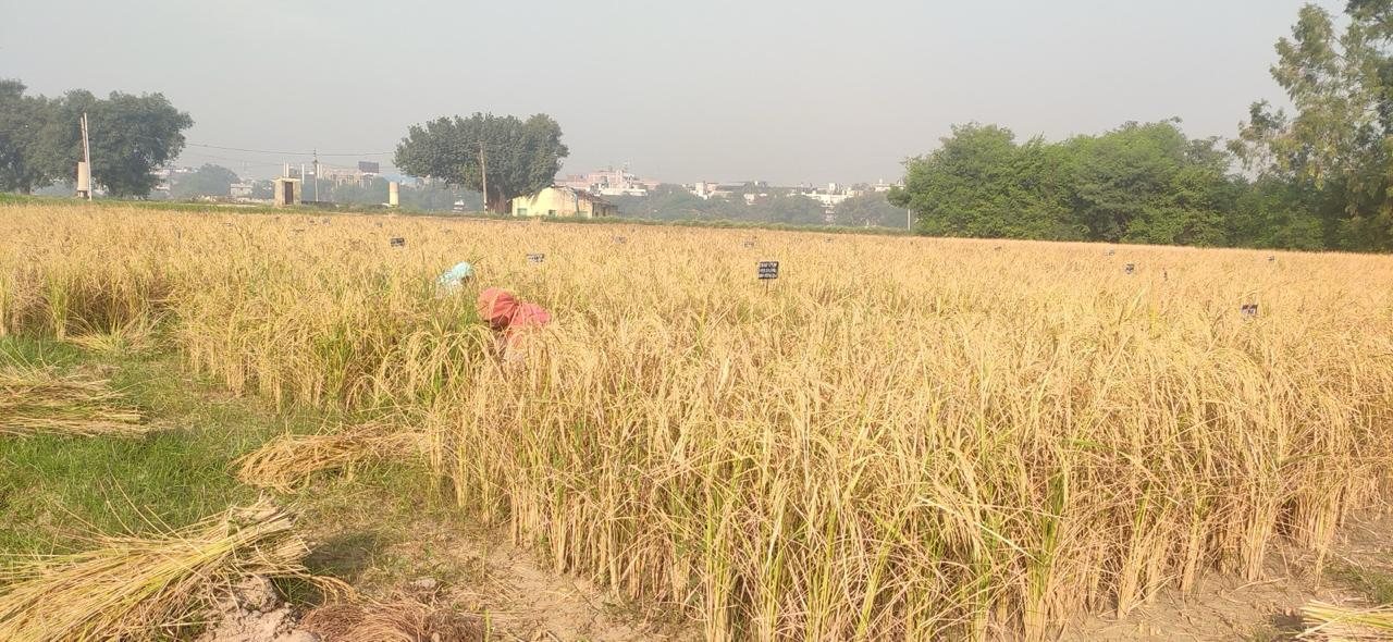 Rice harvesting
