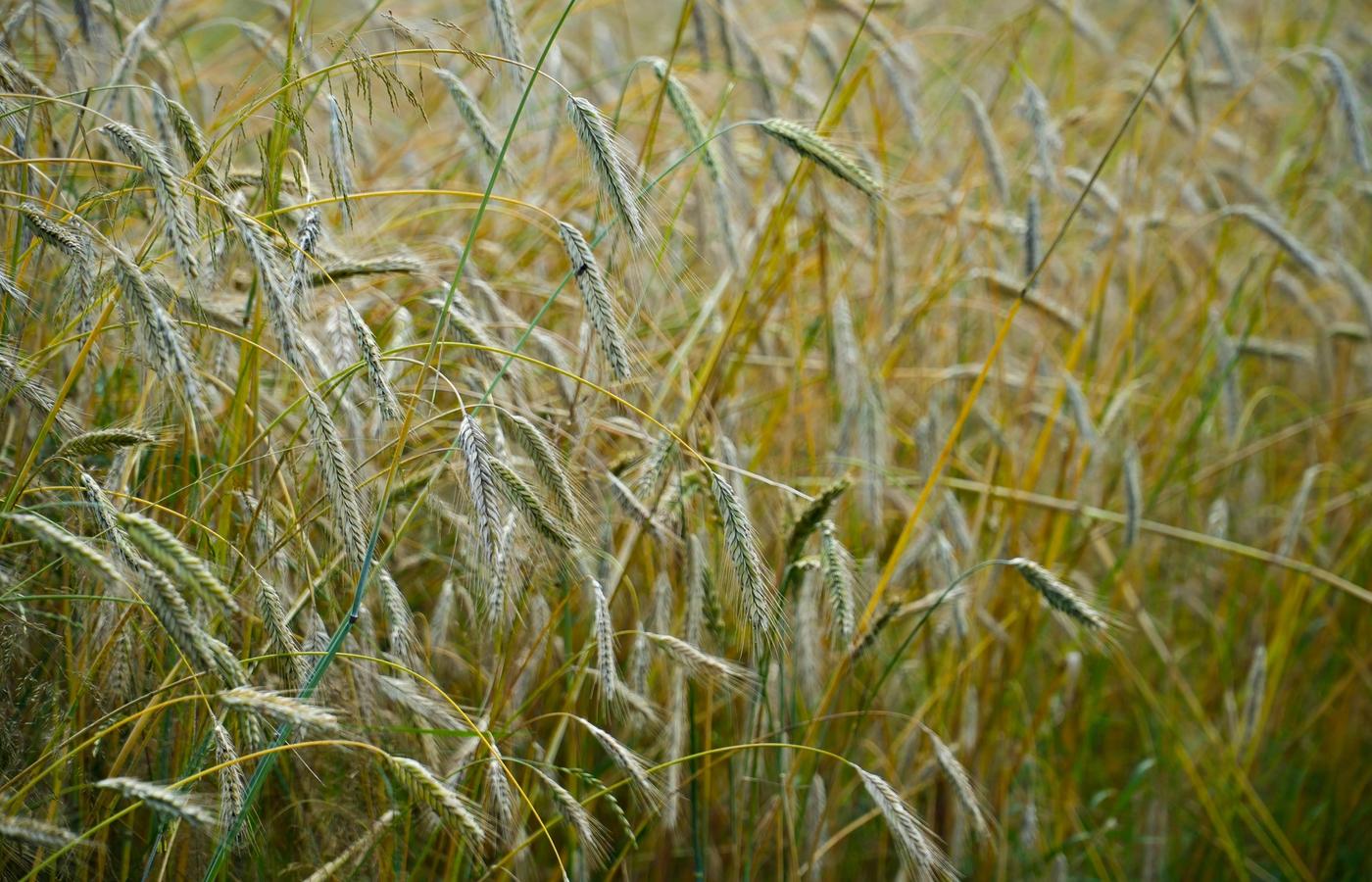 Cereal Rye Before Corn: Should You Adjust Your Nitrogen Rate?