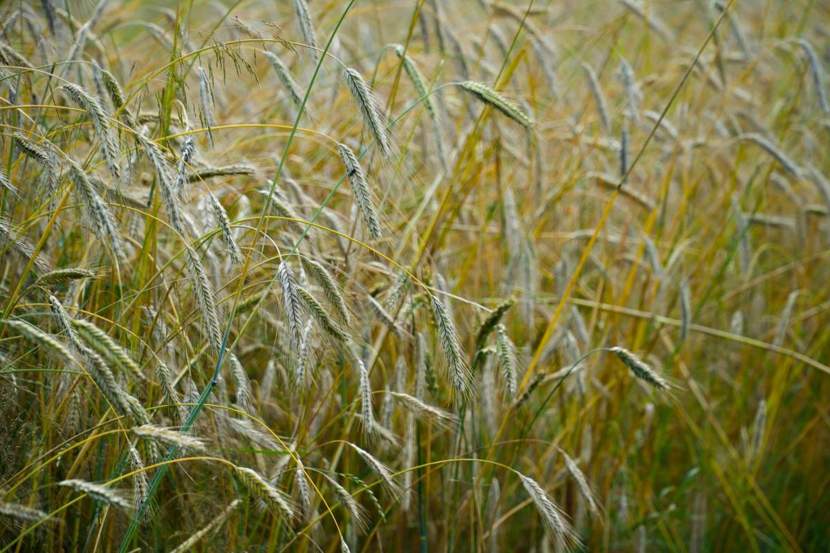Field context