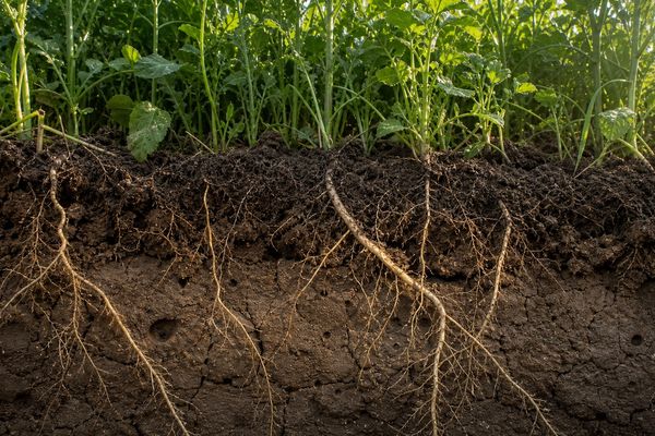 Compaction Without a Subsoiler: What Cover Crop Roots Can and Cannot Fix
