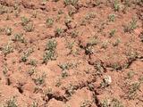 A close view of reddish dry soil split by irregular cracks with sparse small plants.