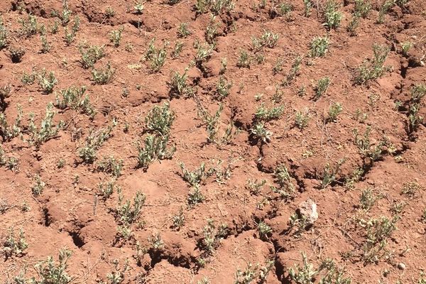 A close view of reddish dry soil split by irregular cracks with sparse small plants.