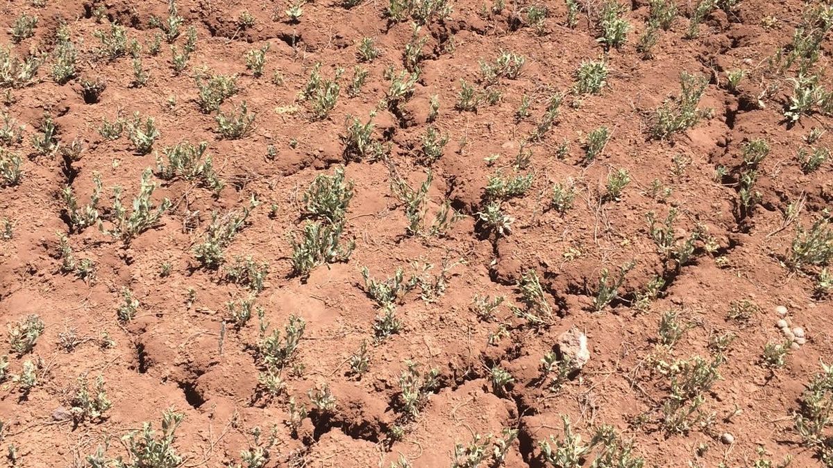 A close view of reddish dry soil split by irregular cracks with sparse small plants.