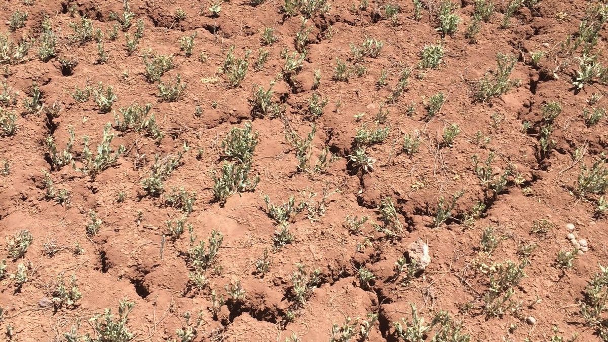 A close view of reddish dry soil split by irregular cracks with sparse small plants.