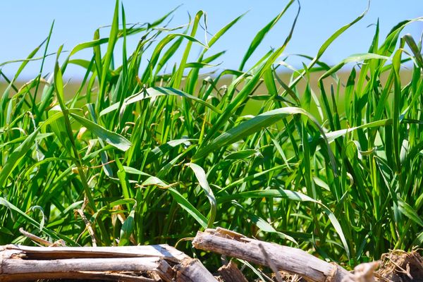 Dense green cereal rye growing through corn residue in an Iowa field