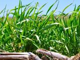 Dense green cereal rye growing through corn residue in an Iowa field