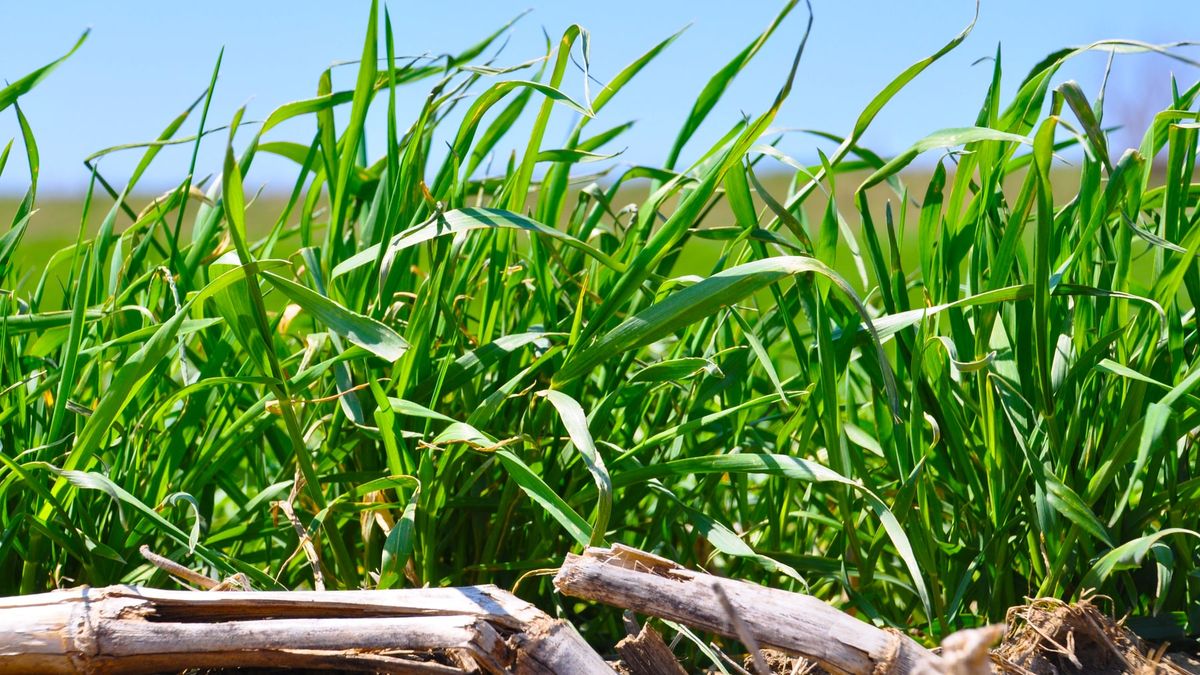 Dense green cereal rye growing through corn residue in an Iowa field