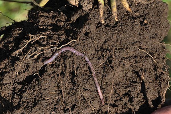 Soil Probiotics vs. Prebiotics: Why Feeding Microbes Often Works Better Than Adding Them