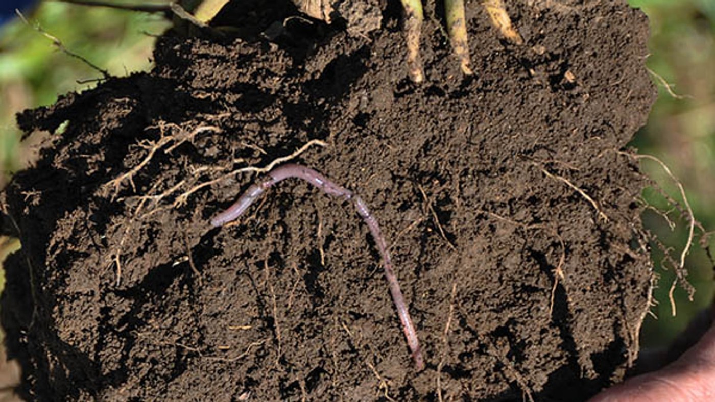 A hand-held root ball showing living roots, soil aggregates, and an earthworm.