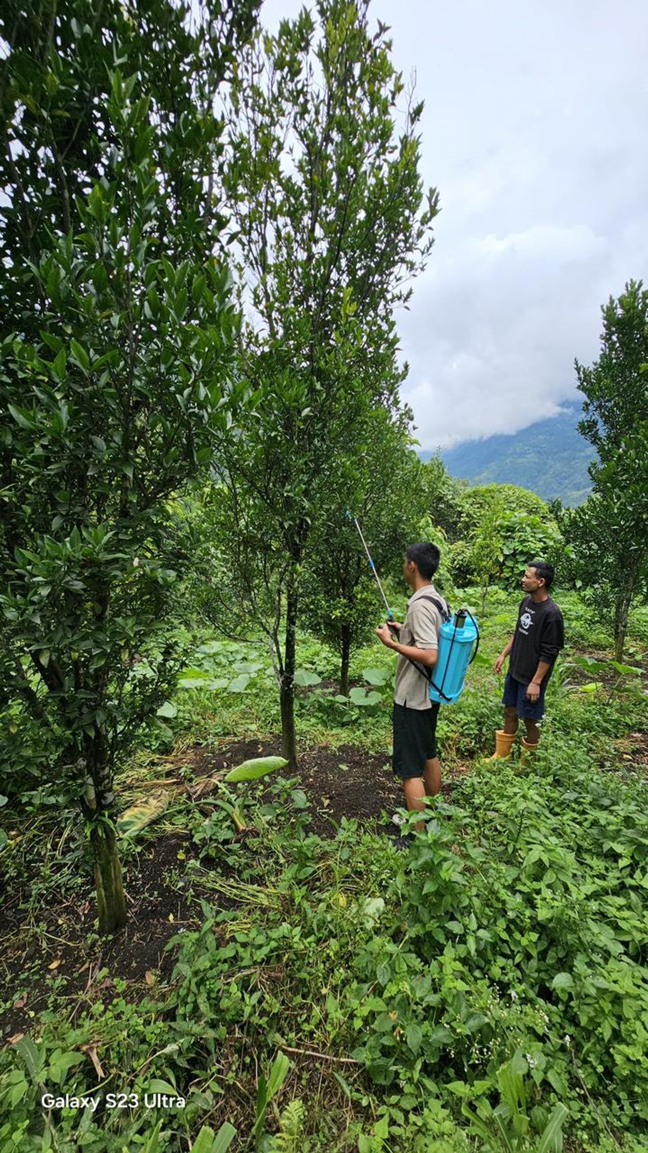 A protein bait trap used for fruit fly monitoring and control in Sikkim