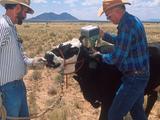 Two USDA-ARS researchers fit a cow with a prototype virtual-fence collar on rangeland