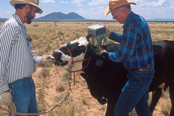 Two USDA-ARS researchers fit a cow with a prototype virtual-fence collar on rangeland